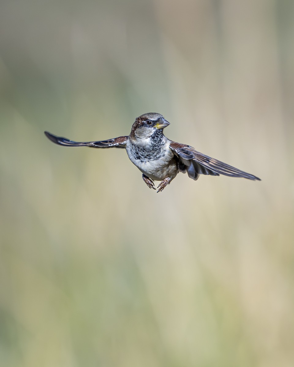House Sparrow - ML642936387