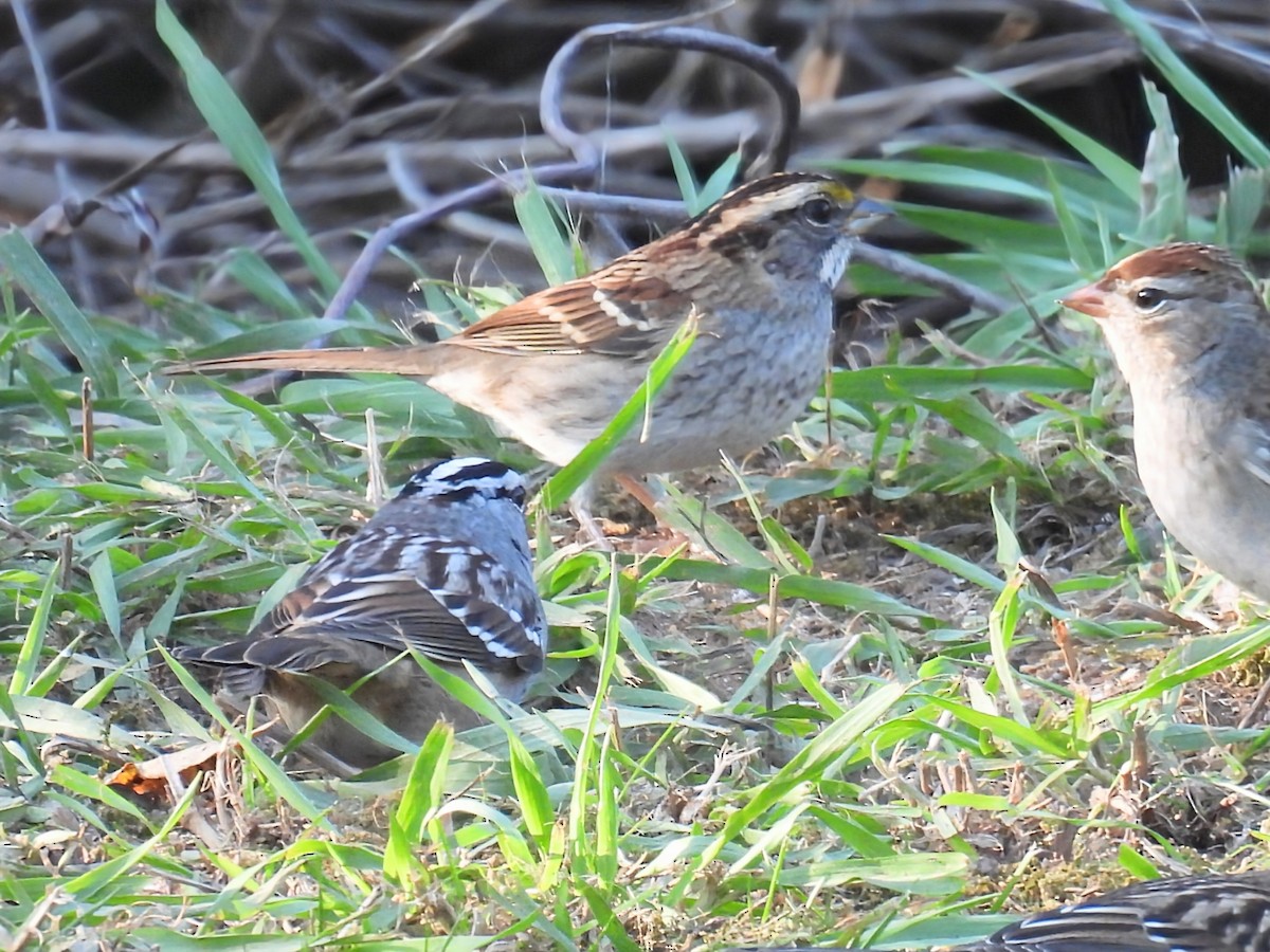 White-throated Sparrow - ML642936394