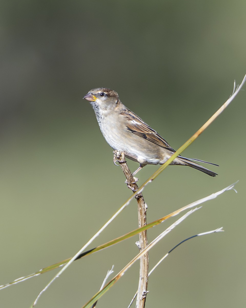 House Sparrow - ML642936396