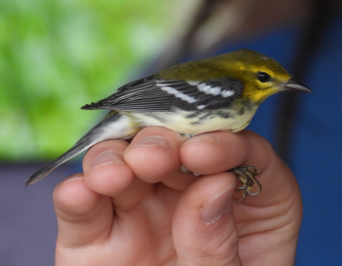 Black-throated Green Warbler - ML642936401