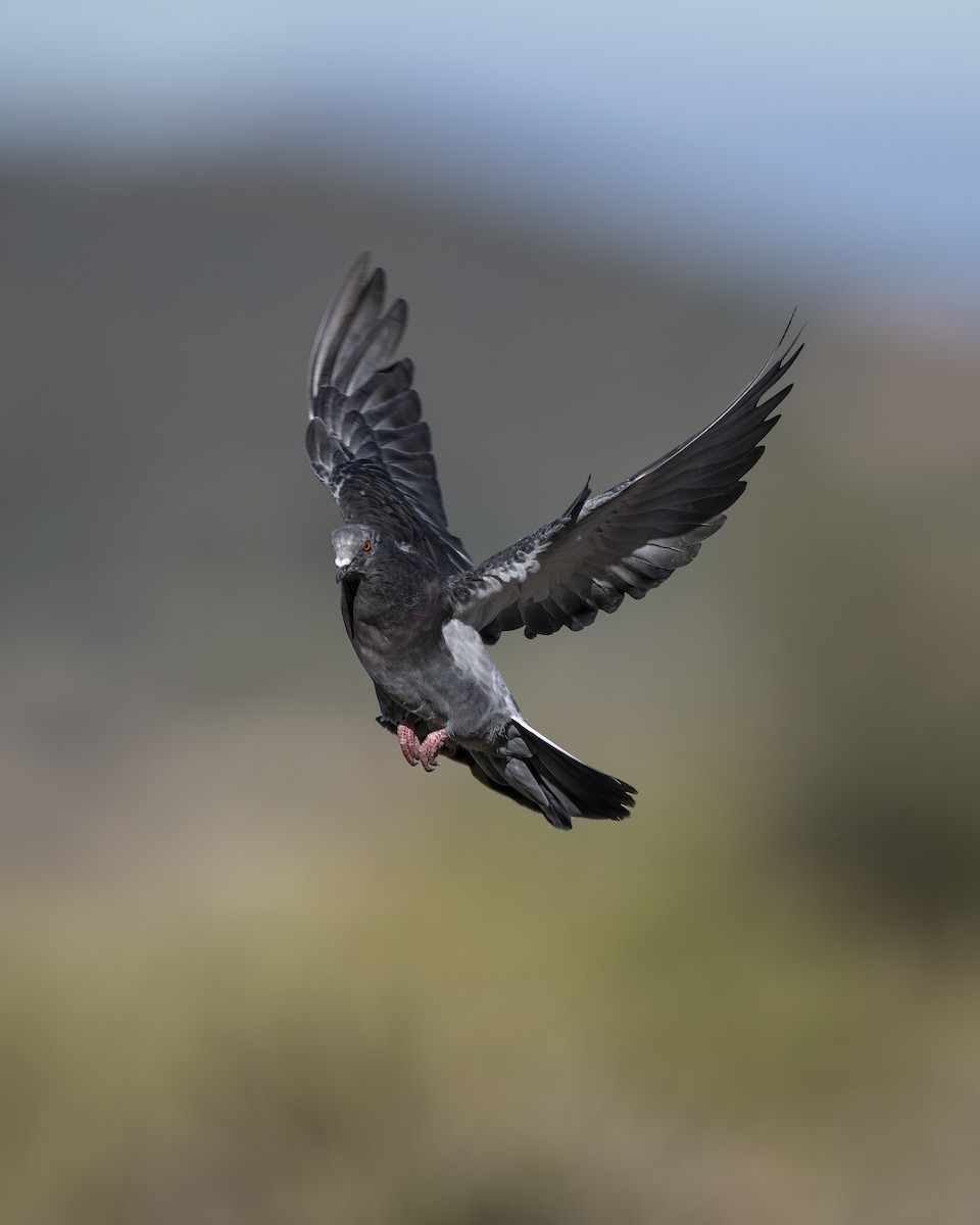Rock Pigeon (Feral Pigeon) - ML642936402