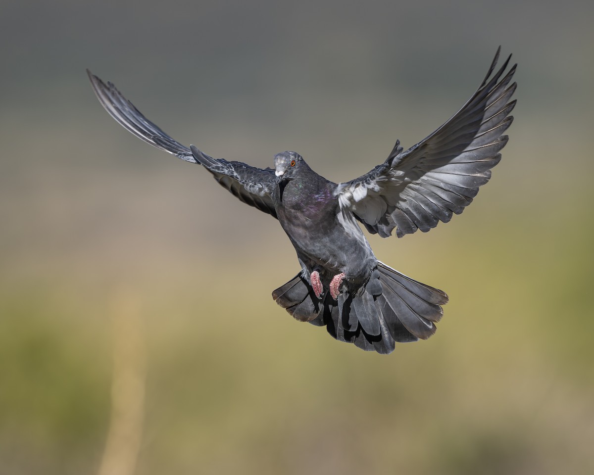 Rock Pigeon (Feral Pigeon) - ML642936403