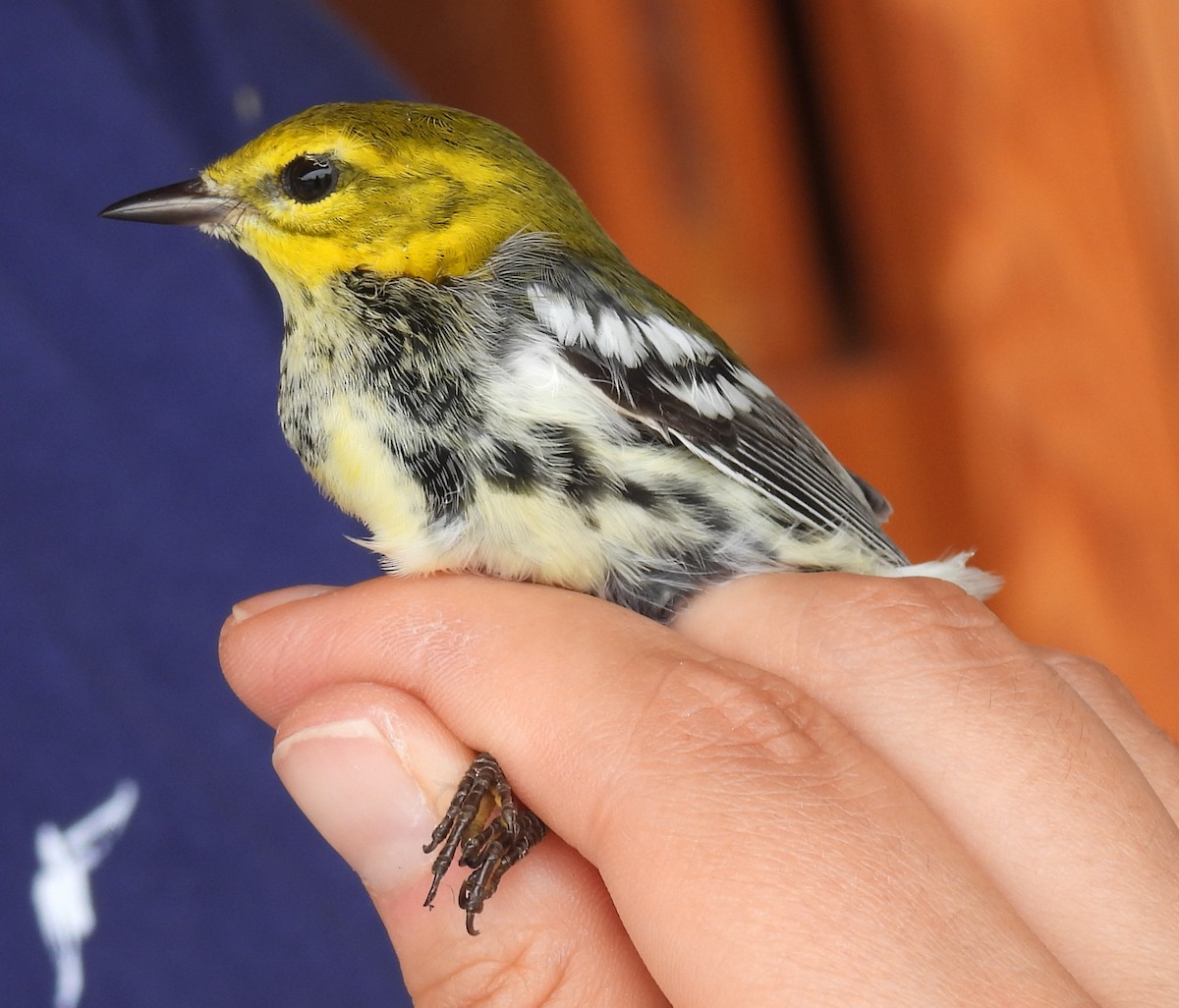 Black-throated Green Warbler - ML642936407