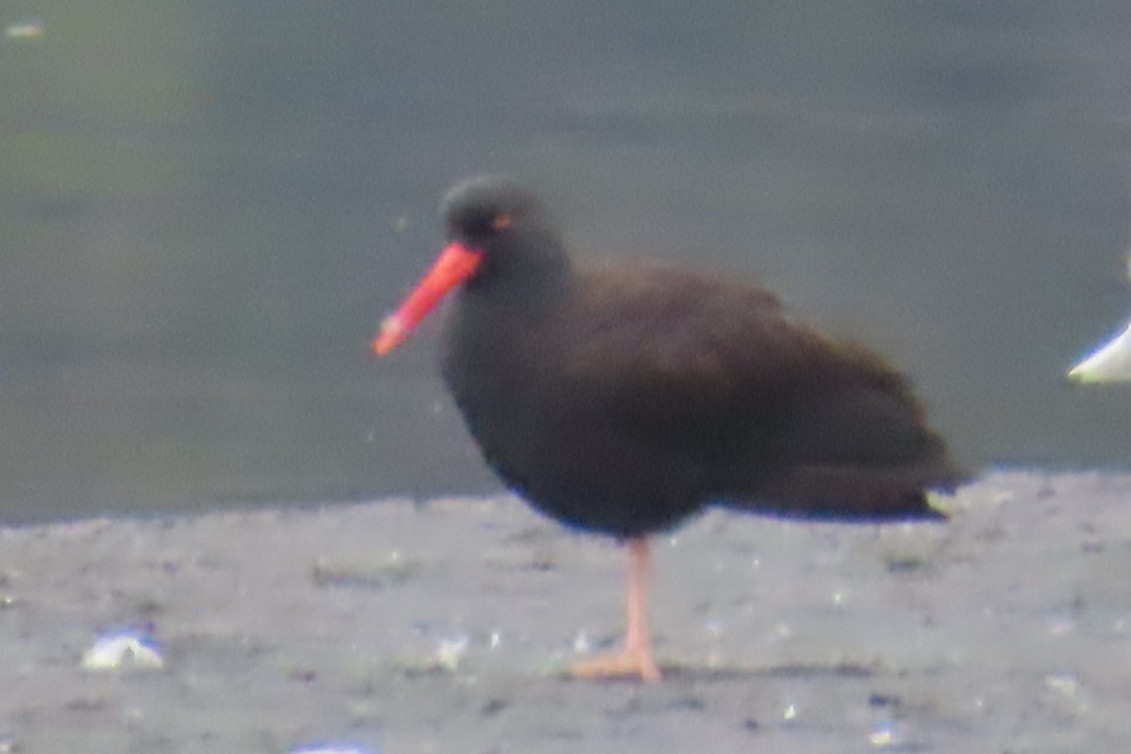 Black Oystercatcher - ML642936415