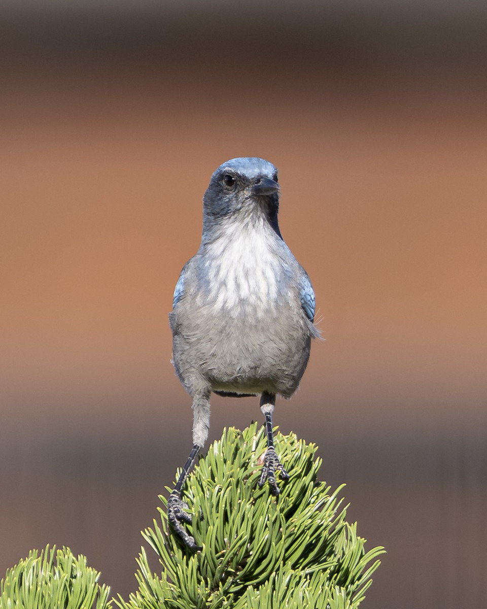 Woodhouse's Scrub-Jay - ML642936417