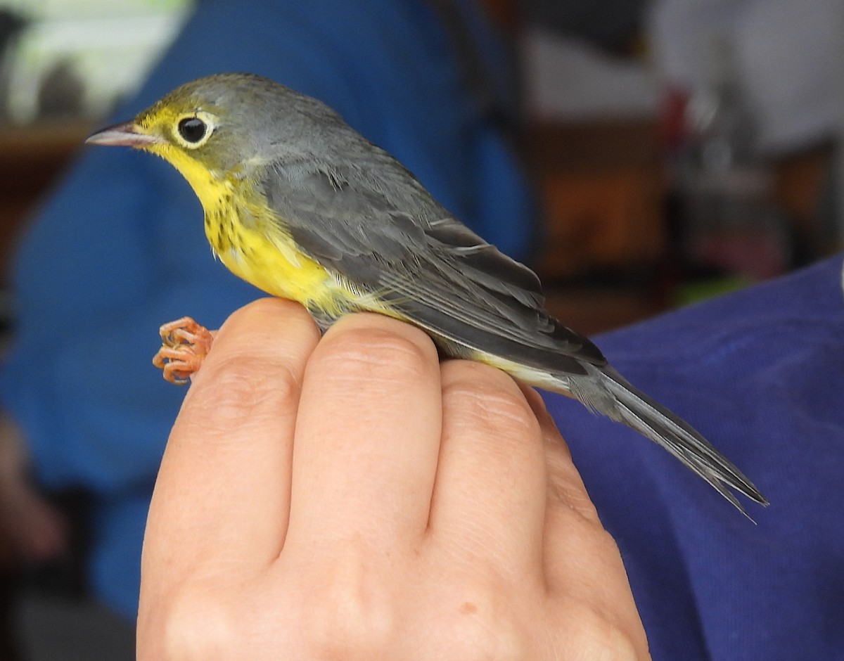 Canada Warbler - ML642936432