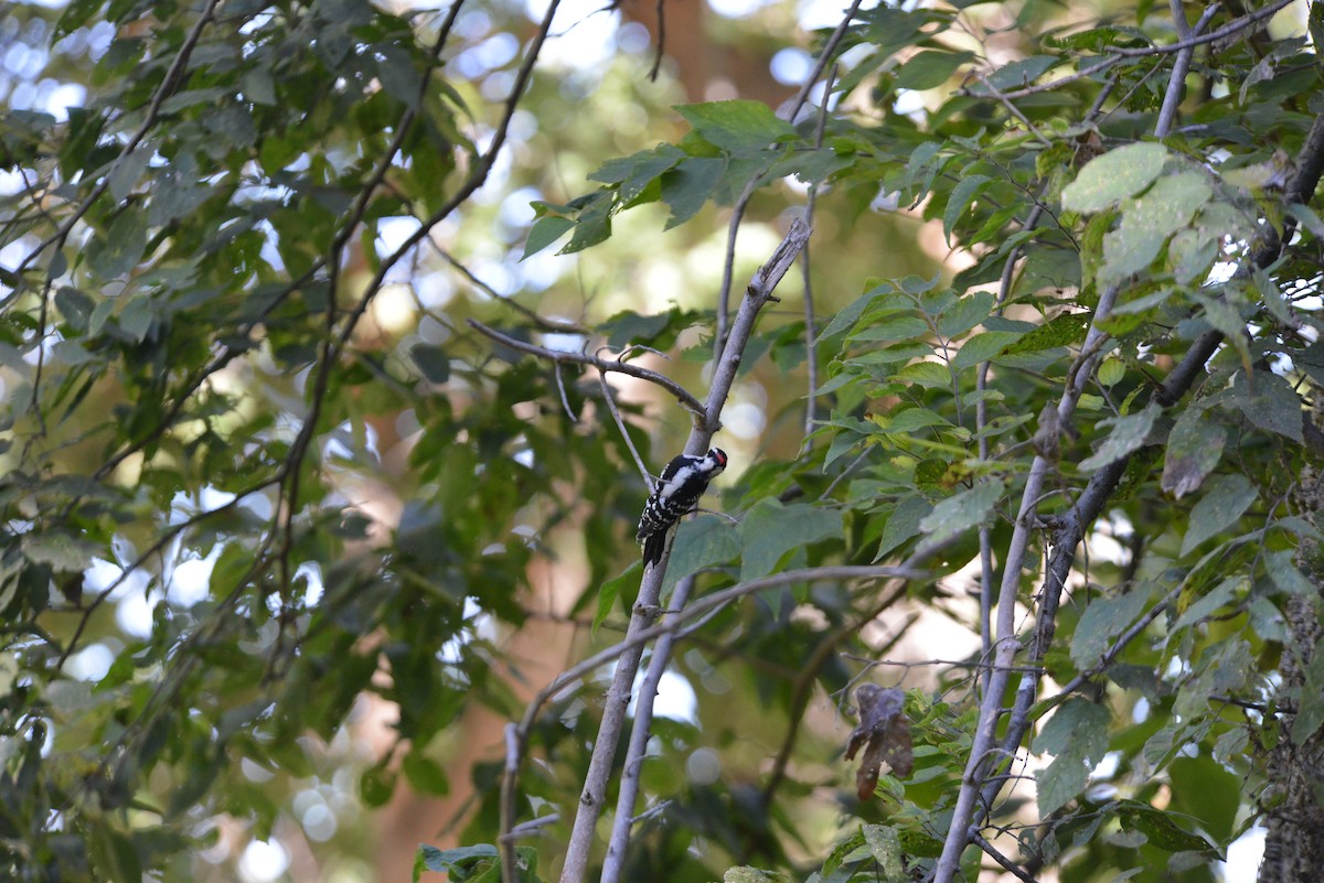 Downy Woodpecker - ML642936459