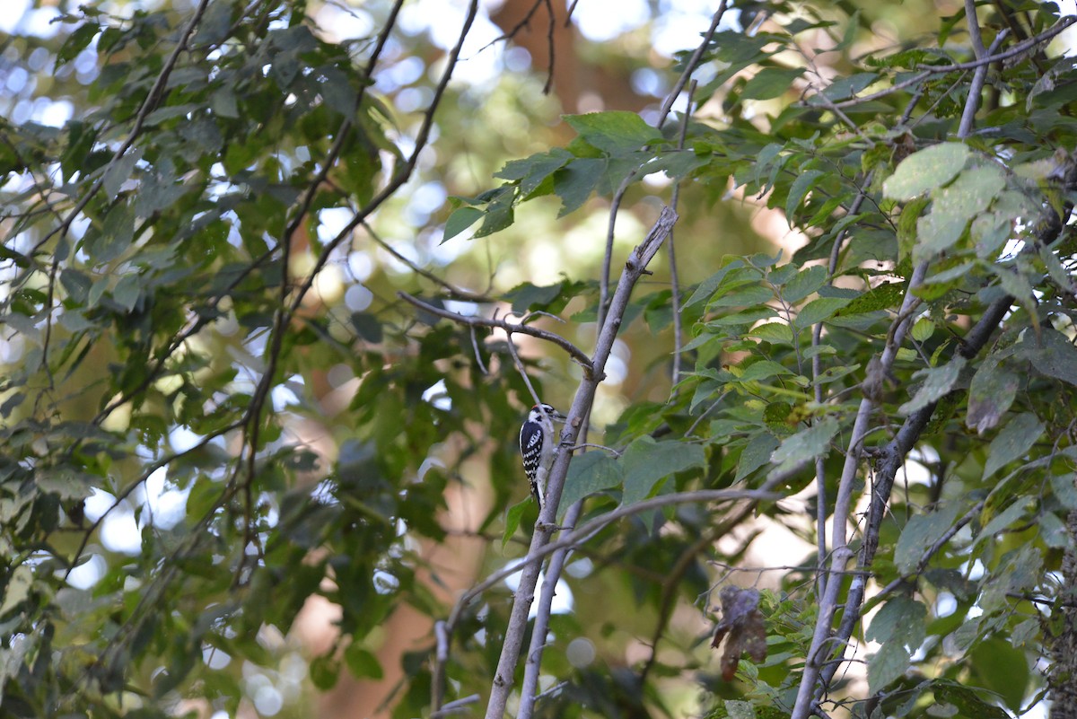 Downy Woodpecker - ML642936460