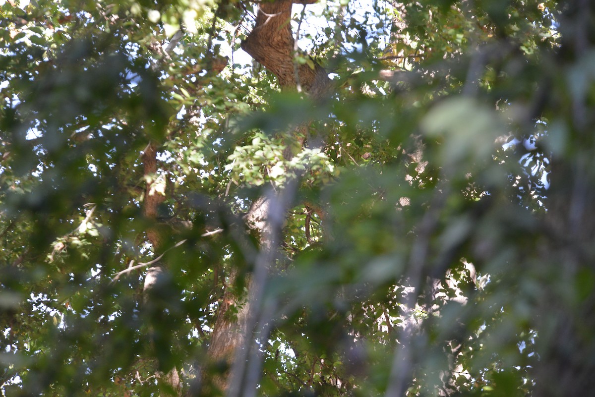 Downy Woodpecker - ML642936461