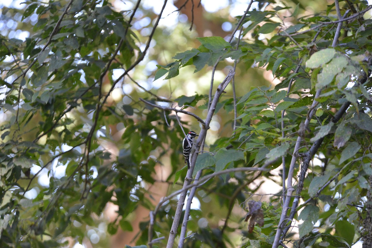 Downy Woodpecker - ML642936462
