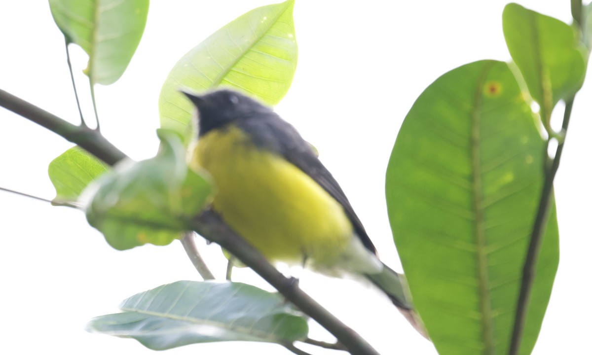 Slate-throated Redstart - ML642936463