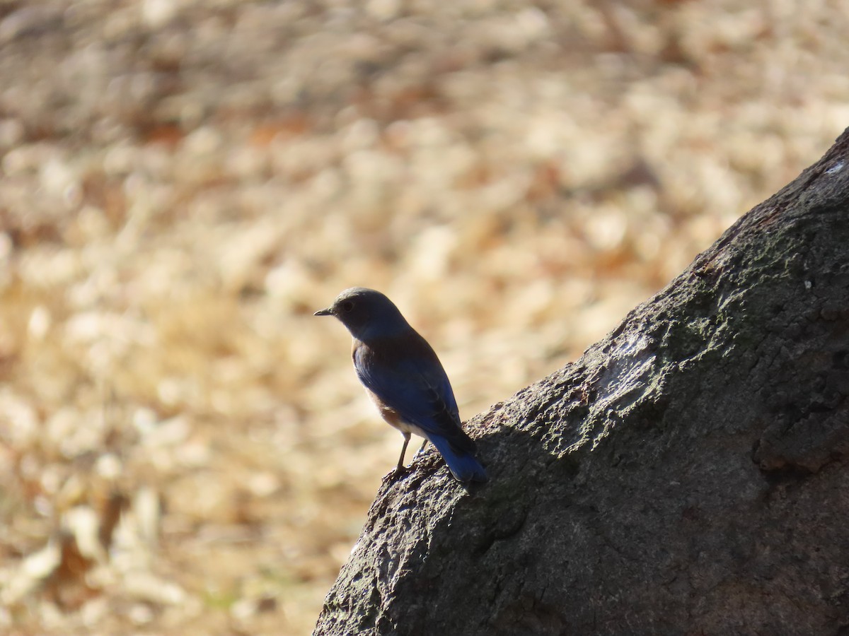 Western Bluebird - ML642936482