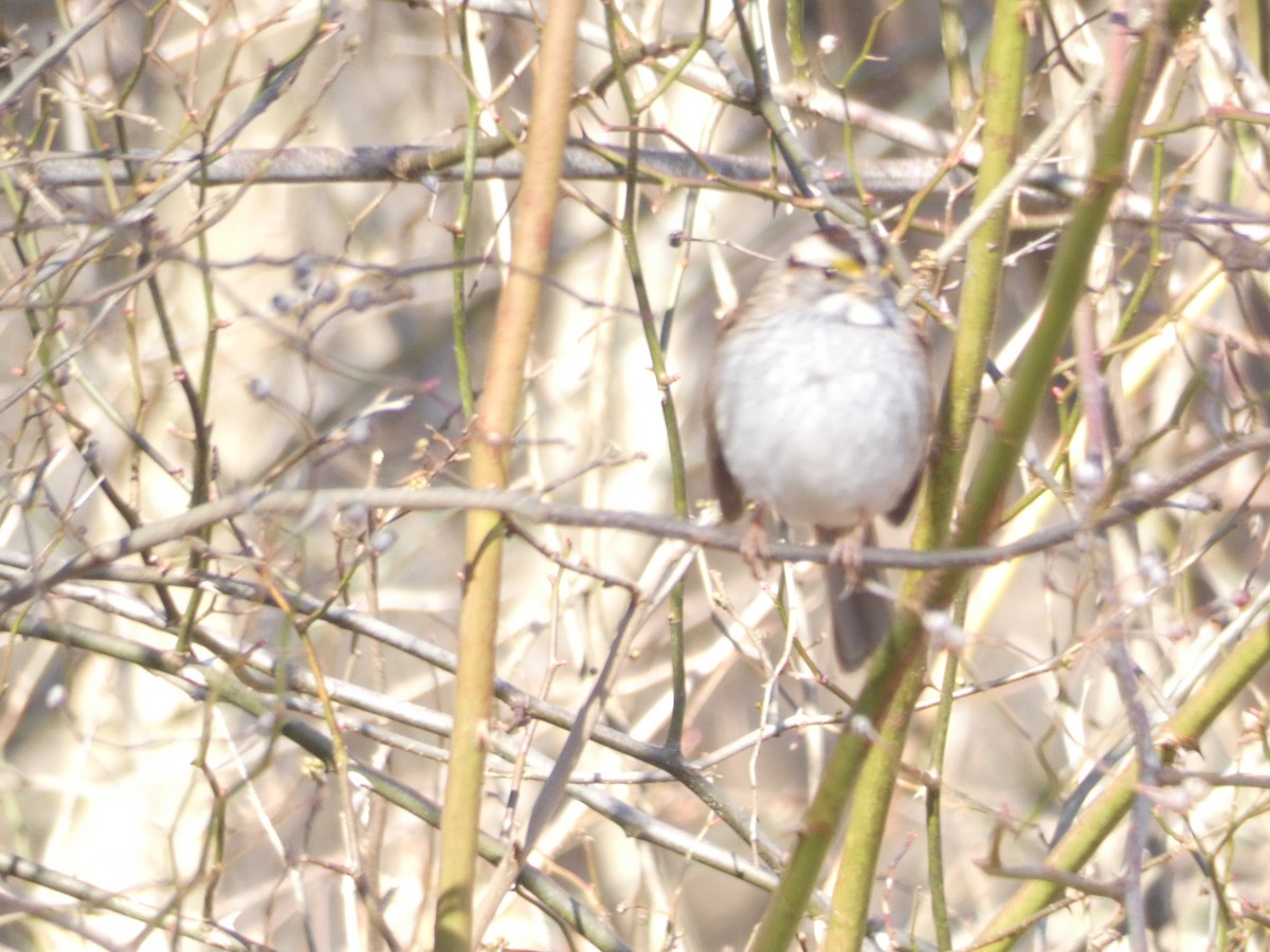 White-throated Sparrow - ML642936486