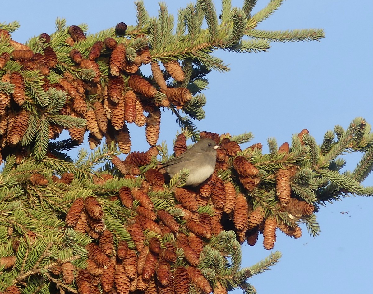 Junco ardoisé - ML642936511