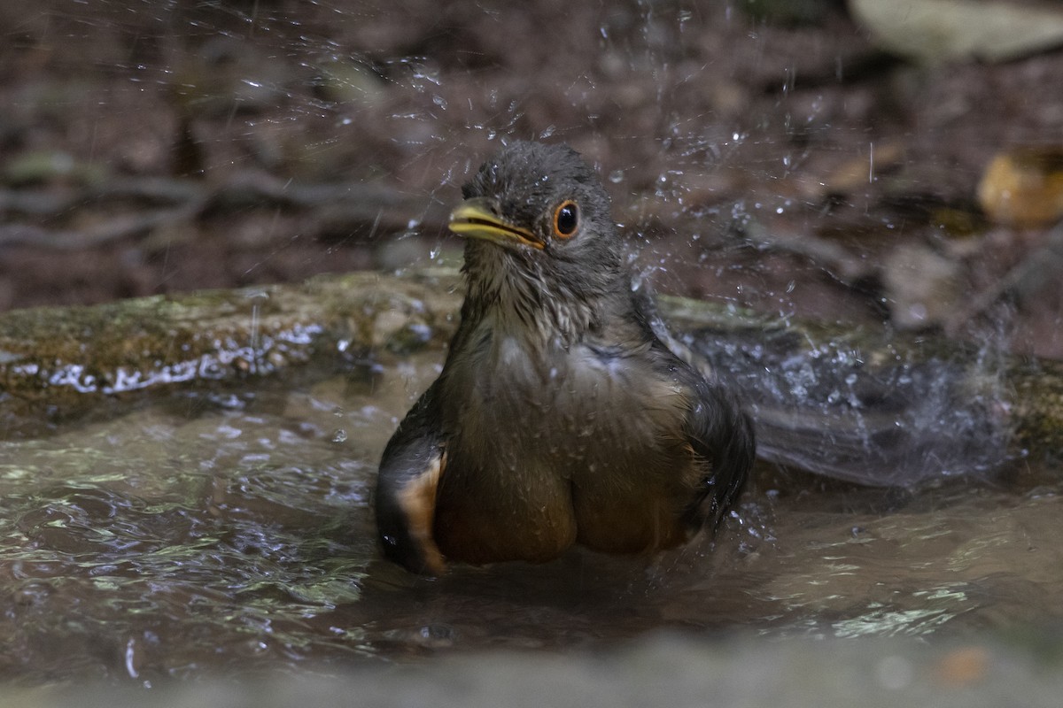 Rufous-bellied Thrush - ML642936540