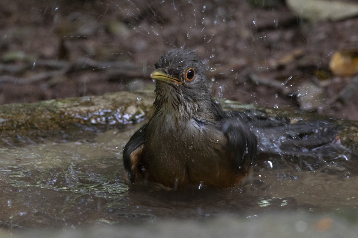 Rufous-bellied Thrush - ML642936542