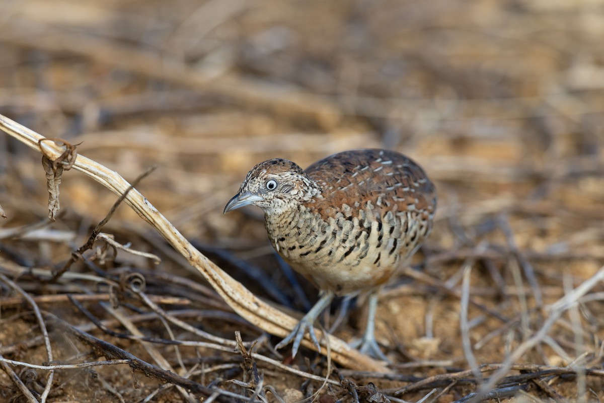 Barred Buttonquail - ML642936545