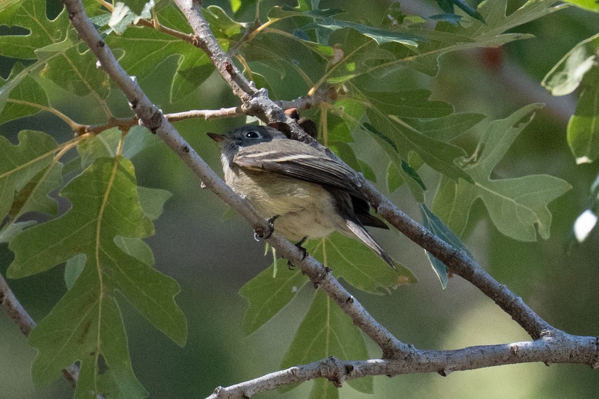 Hammond's Flycatcher - ML642936551