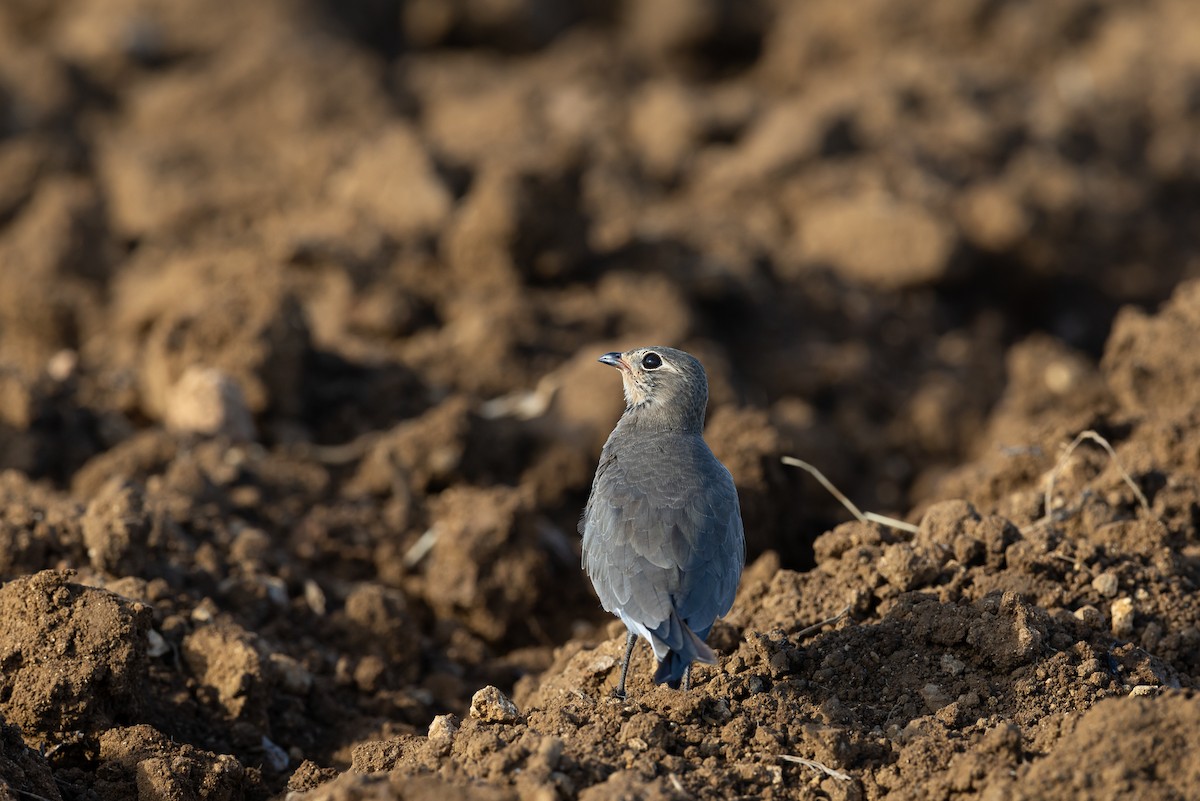 Oriental Pratincole - ML642936554