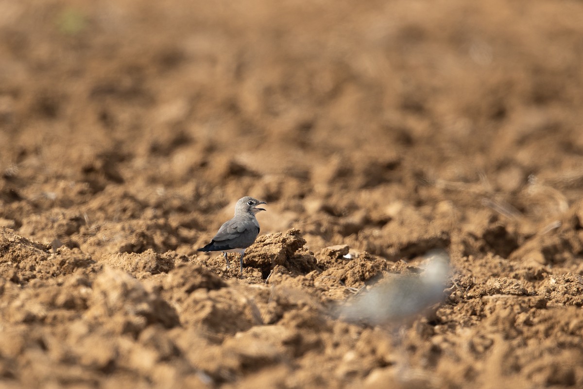 Oriental Pratincole - ML642936555