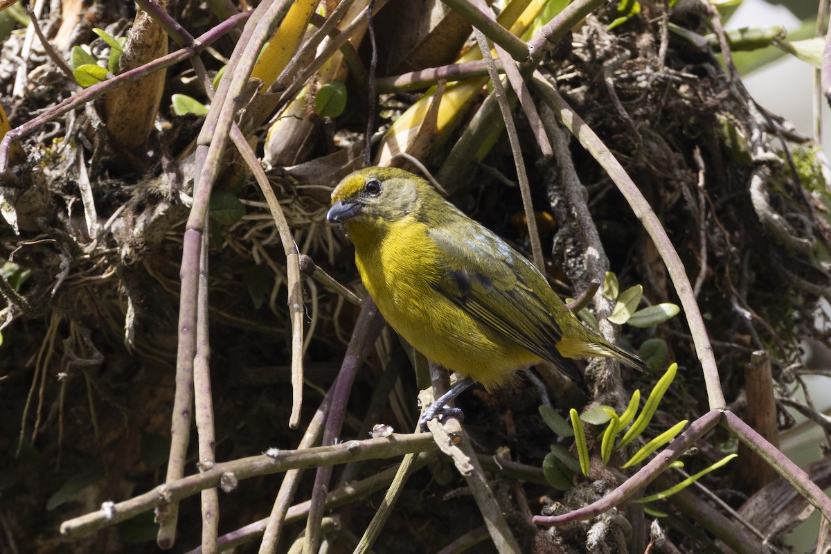 Violaceous Euphonia - ML642936556