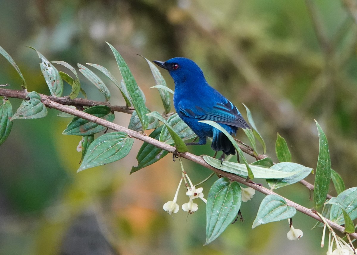 Indigo Flowerpiercer - ML642936558