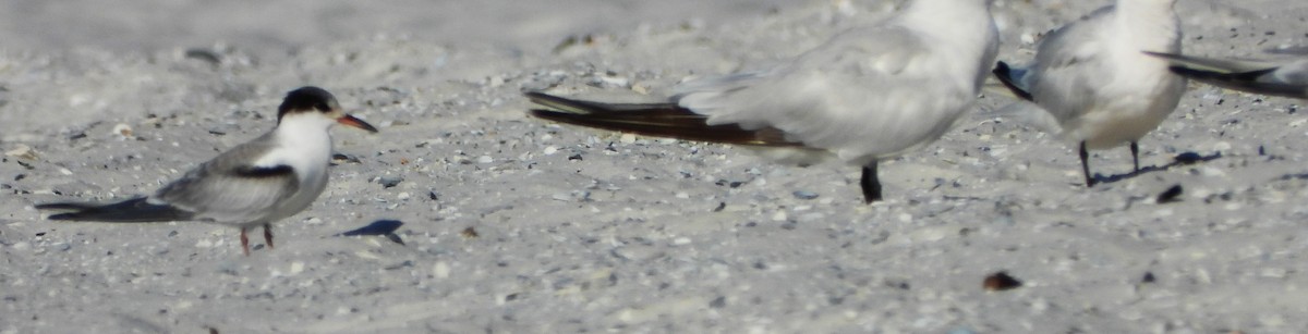 Common Tern - ML642936559