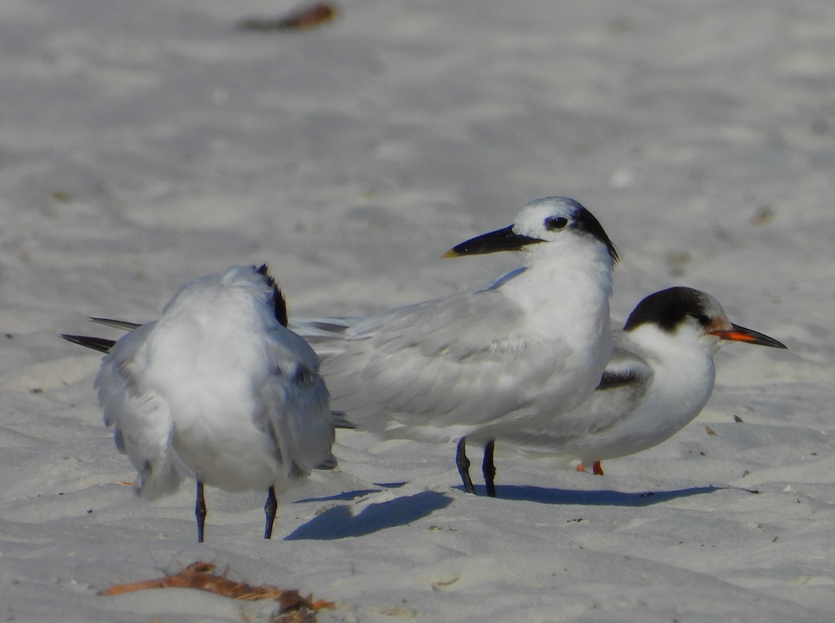 Common Tern - ML642936560