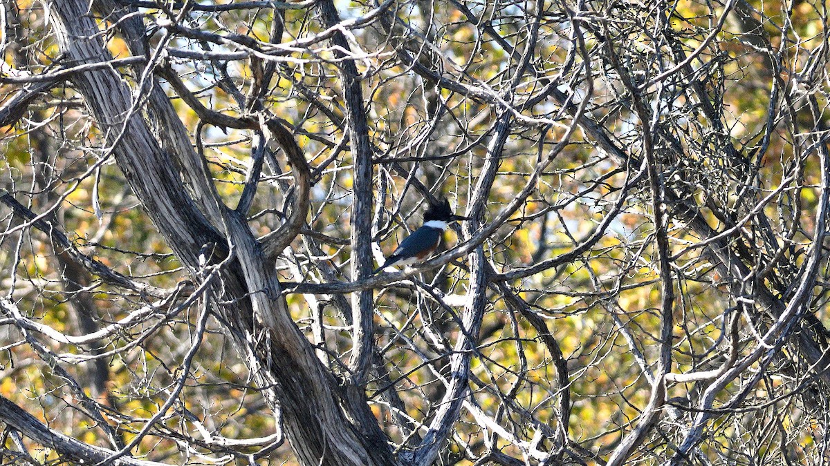 Belted Kingfisher - ML642936561
