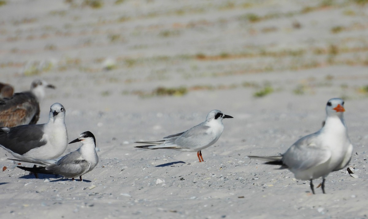 Common Tern - ML642936562