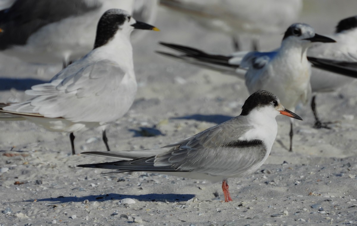 Common Tern - ML642936563