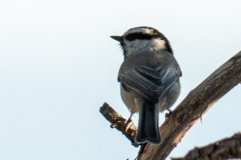 Mountain Chickadee (Rocky Mts.) - ML642936564