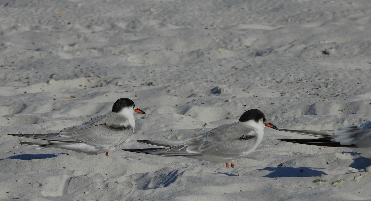 Common Tern - ML642936565