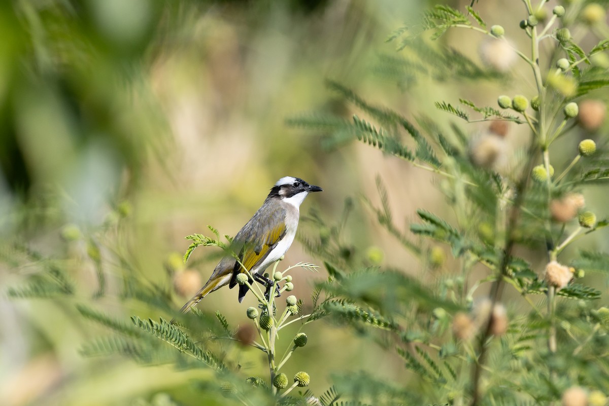 Light-vented Bulbul (formosae/orii) - ML642936567