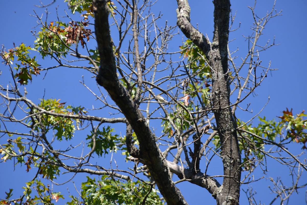 Cedar Waxwing - ML642936568