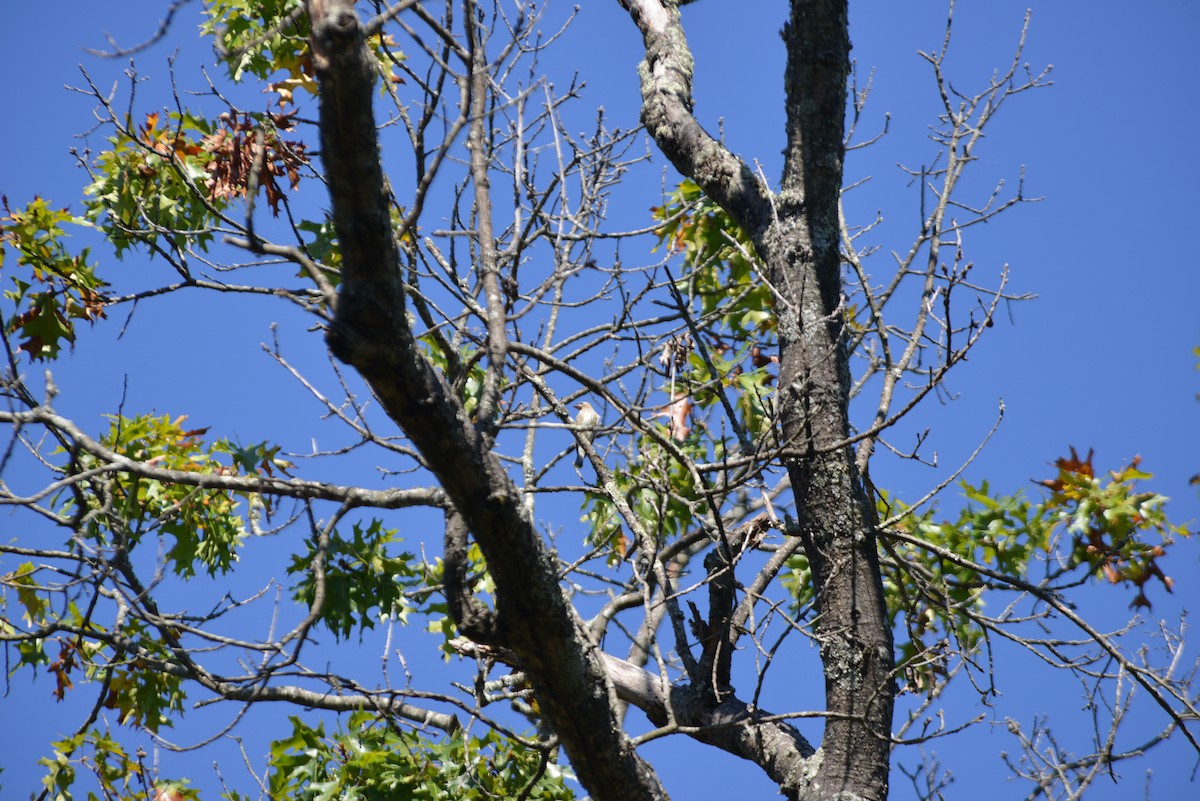Cedar Waxwing - ML642936569
