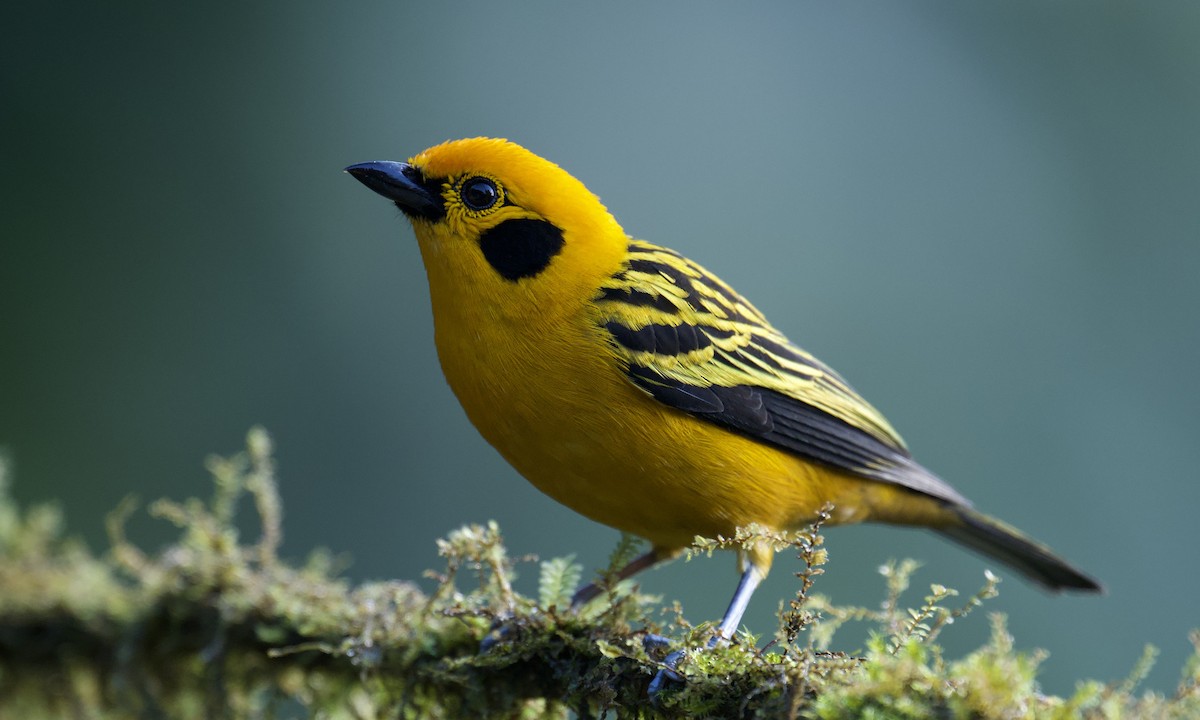 Golden Tanager - ML642936575