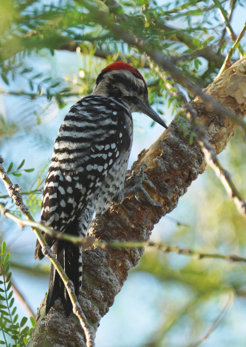 Ladder-backed Woodpecker - ML642936583