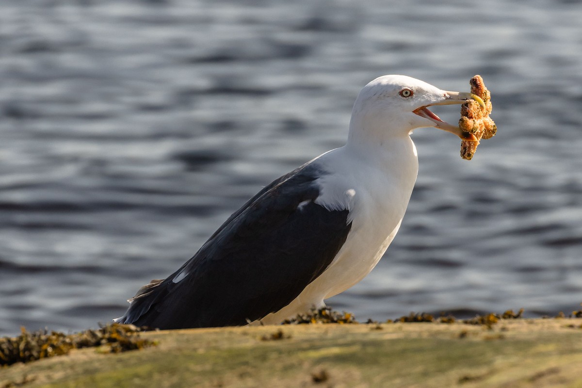 Great Black-backed Gull - ML642936584