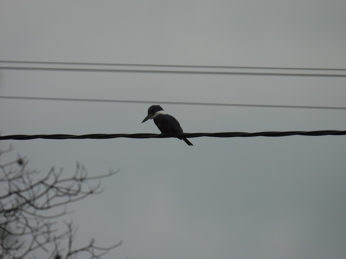 Ringed Kingfisher - ML642936587