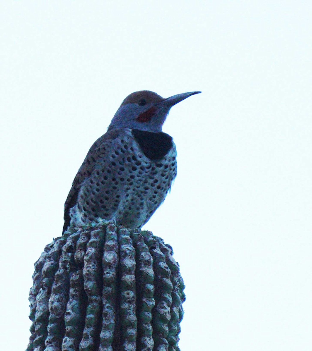Gilded Flicker - ML642936589