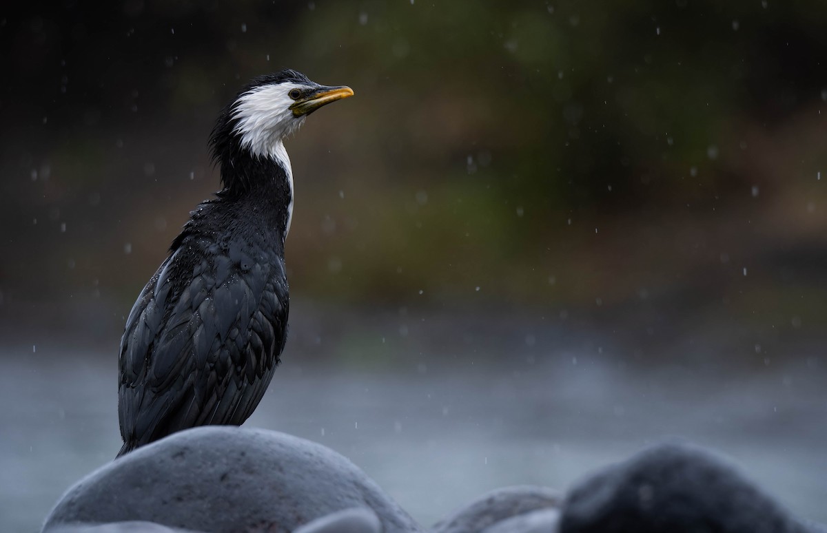 Little Pied Cormorant - ML642936590