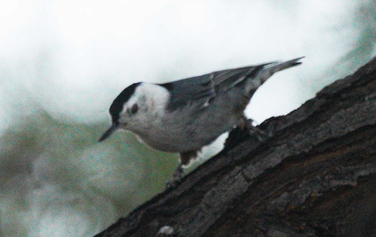 White-breasted Nuthatch - ML642936598