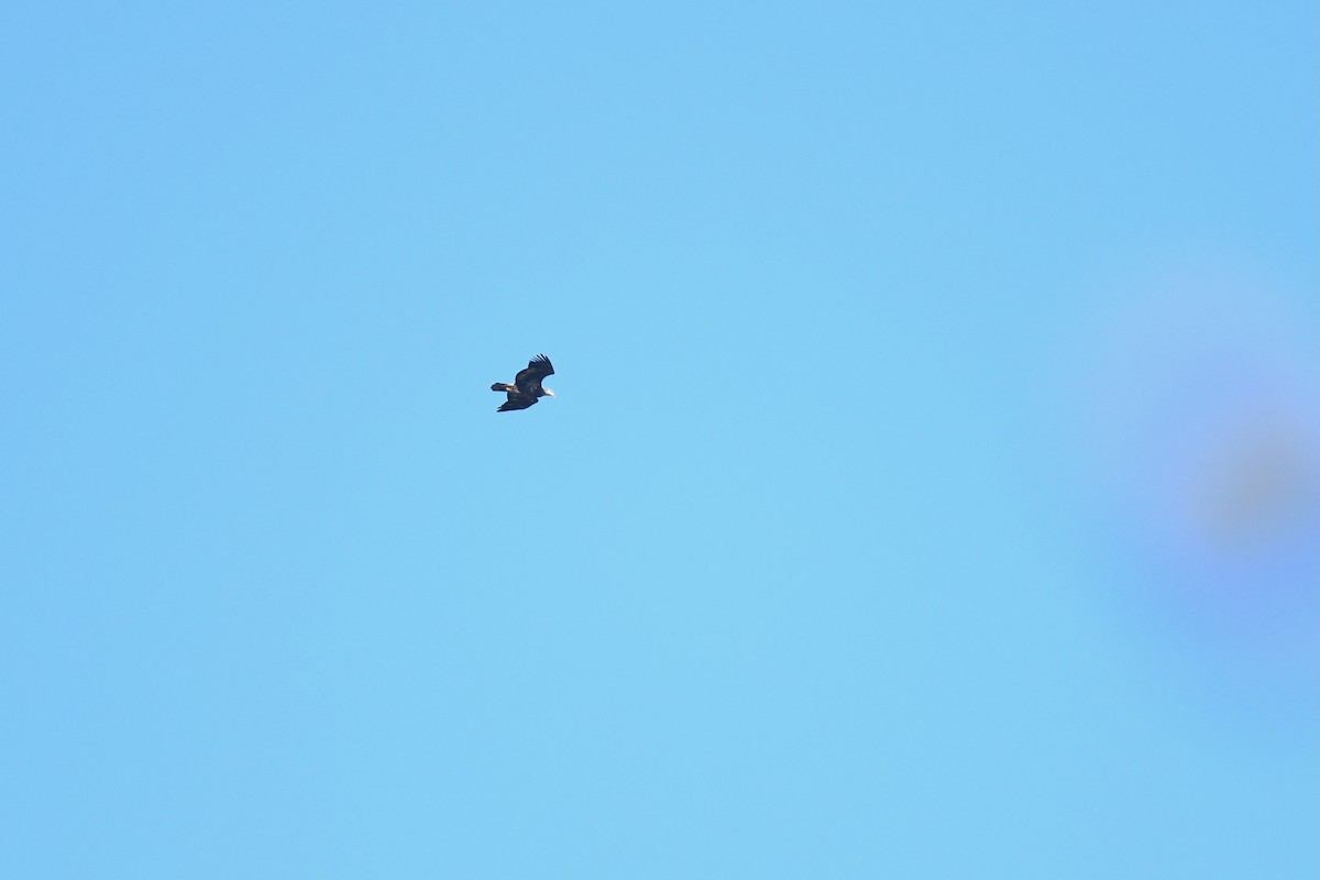 Bald Eagle - ML642936599
