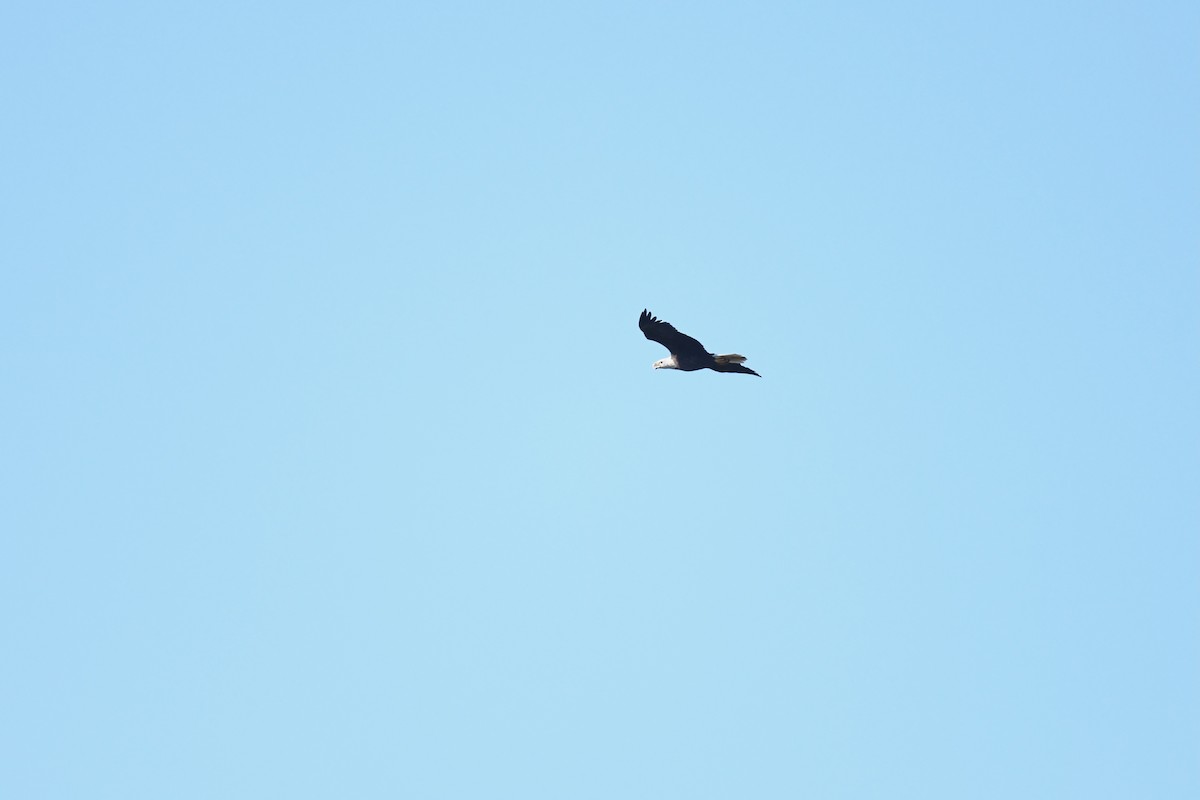 Bald Eagle - ML642936600