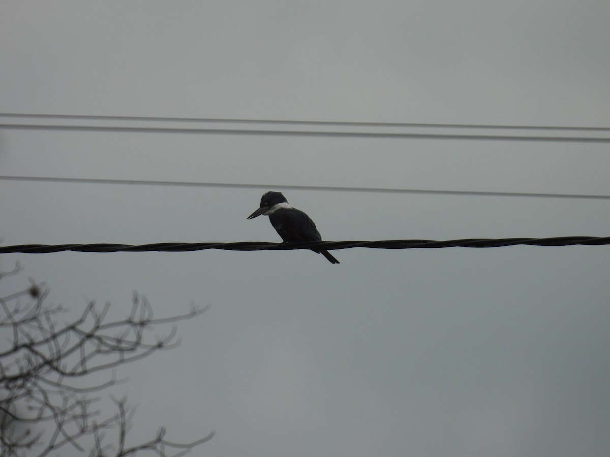 Ringed Kingfisher - ML642936601