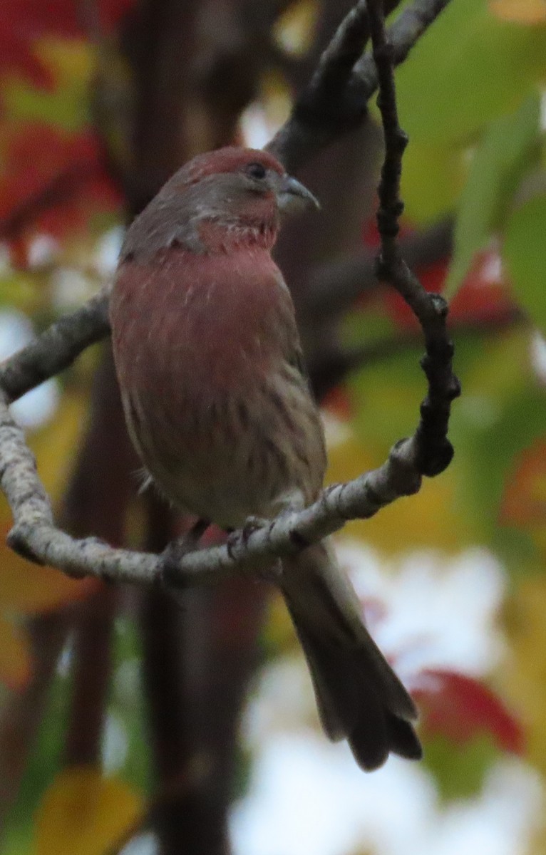 House Finch - ML642936602