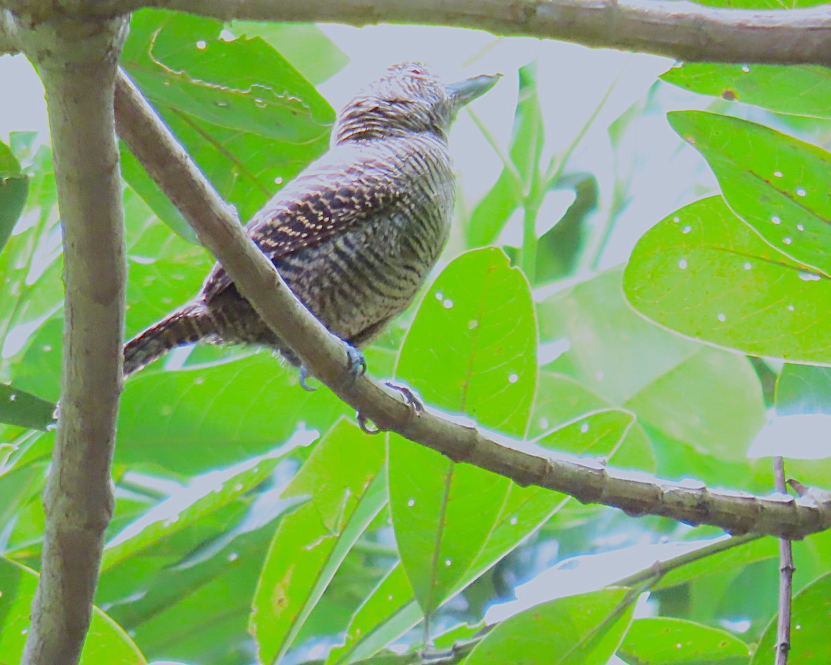 Fasciated Antshrike - ML642936609