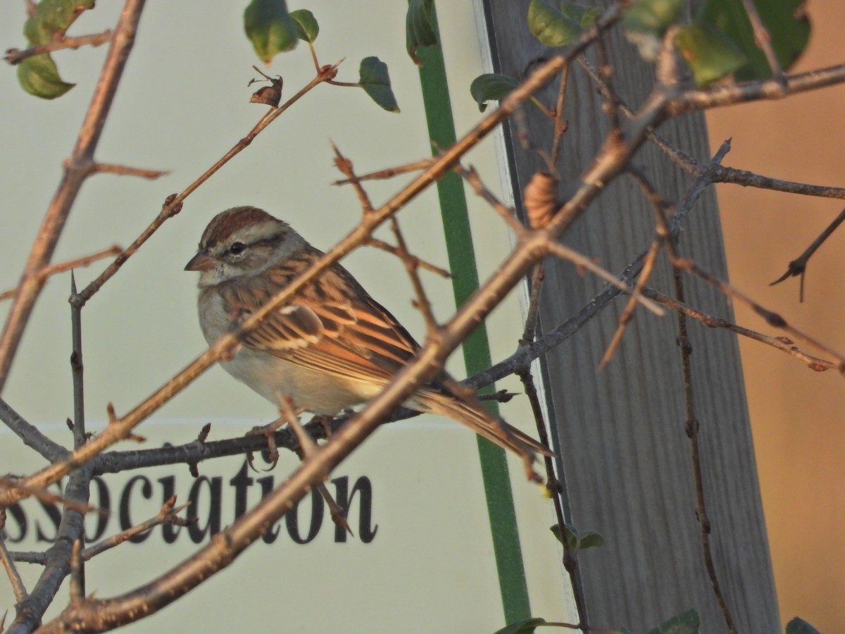 Chipping Sparrow - ML642936635
