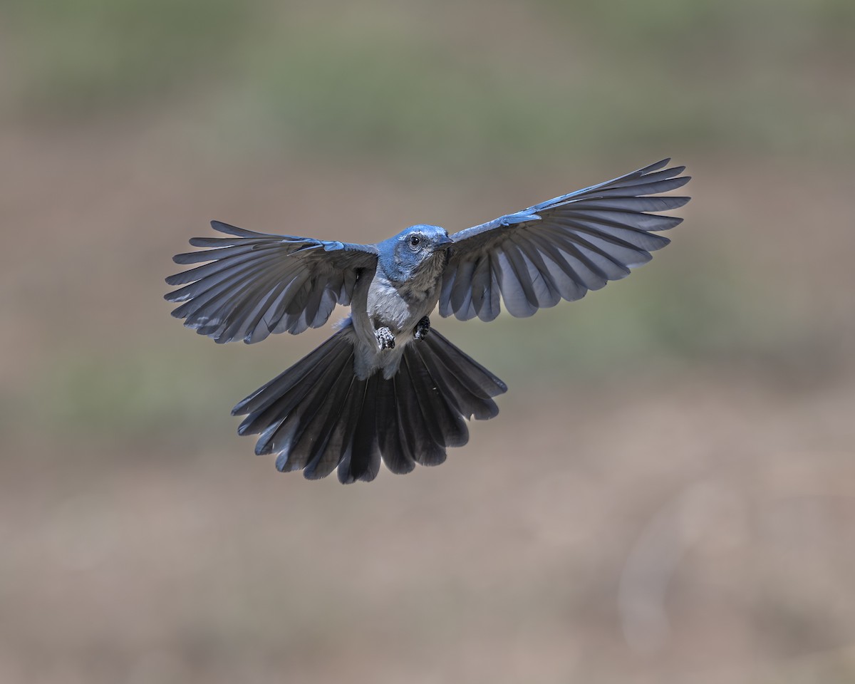Woodhouse's Scrub-Jay - ML642936641